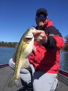 Lures that Imitate the Blueback Herring