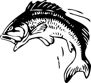 bass fish clip art black and white