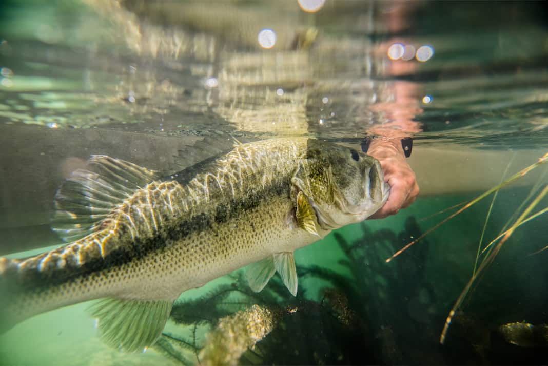 spotted bass being released by a responsible angler